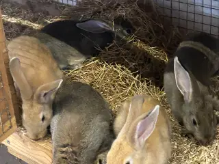 3 søde rex drenge 