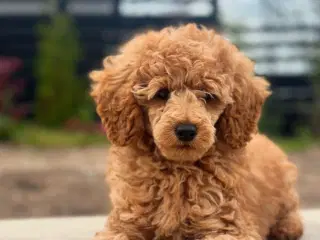 Toy puddel han hvalp