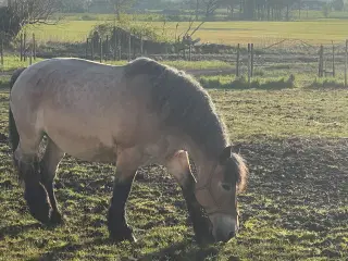 Skøn Belgier