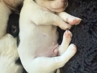 Mini Pomaranin/papillon 