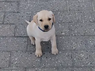 Gule labrador hvalpe.