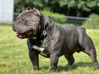 American Bully Hvalpe Abkc STRONG