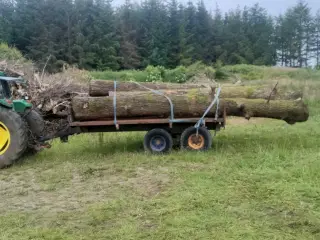 Store træ stammer