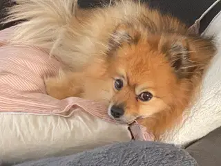 Pomeranian