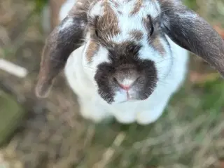 2 kaniner søger nyt hjem