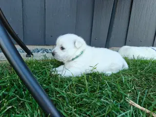 Westie hvalpe