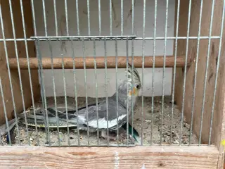 nymfeparkit unge 