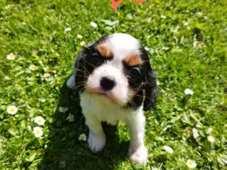 cavalier hvalpe