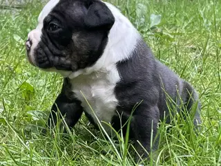 New english bulldog