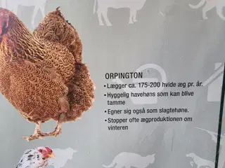 Høns af rasen ORPINGTON.