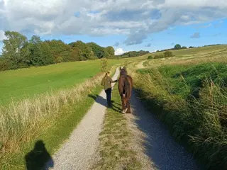 1 årig Jyskhest hingst sælges