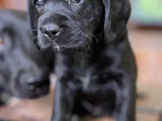 Labrador og Amerikansk Cocker spaniel (Cockerdor)