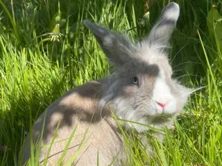 Fantastiske Sofus 10 mdr.🐰