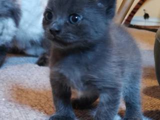 Maine coon/British shorthair