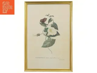 Botanisk tryk med sommerfugl i guldramme (str. 32x46 cm)