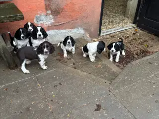 Engelsk Springer Spaniel