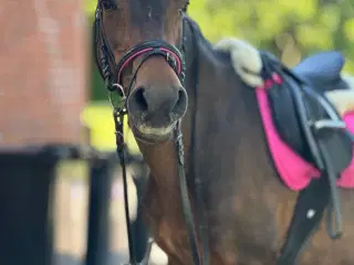 Lånepony søger rytter!