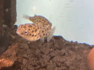 Grønplette kuglefisk