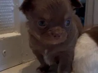 Chihuahua