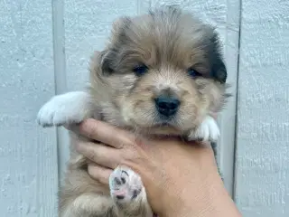 Samojede/aussie hvalpe 