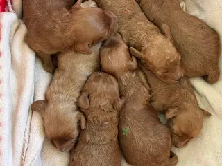 Maltipoo til efterårs ferien ?