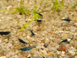 Neocaridina blue dream/blå rejer