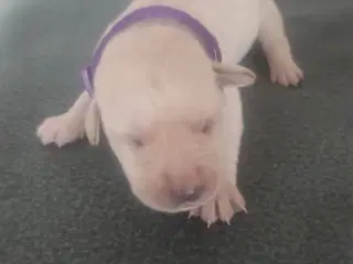 Labrador hvalpe