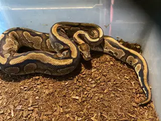 1.0 Redstripe Yellowbelly 100% het clown