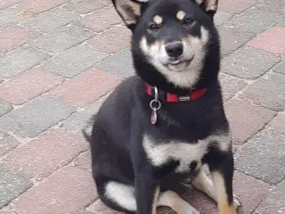 Shiba tæve tilsalg 