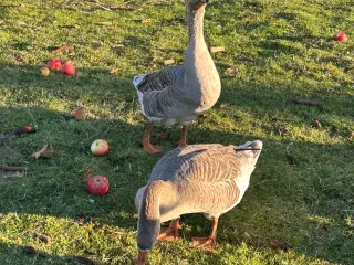 Gæs