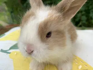 Mini lop baby hun med blå øjne