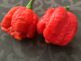Trinidad moruga scorpion chili frø