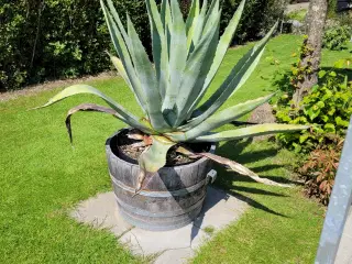 Agave