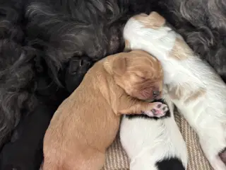 Cavapoo hvalpe 