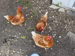 3 Isa Brown Sælges. 