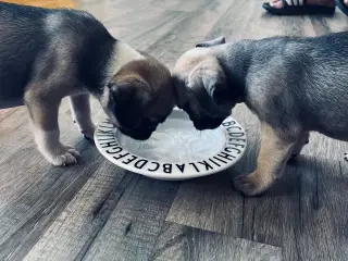 Små søde mopsblandninger 🐶 