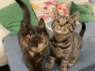 2 kattekillinger sælges samlet