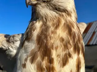 Udstoppet stor musvåge