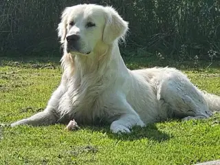 Golden Retriever hvalpe 