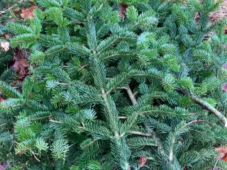 Pyntegrønt normannsgran