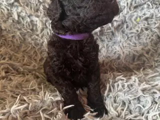 Puddel hvalpe
