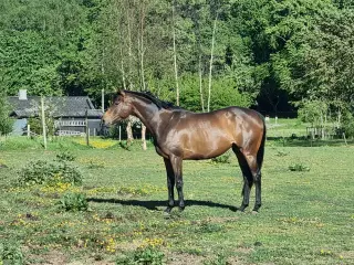 Fuldblods hoppe 4 år