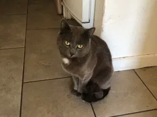 Semi vildkat søger nyt hjem ude på landet 😺