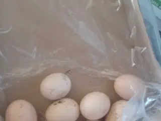 Høns