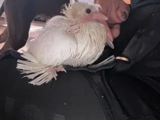 Håndopmadet hvide duer 