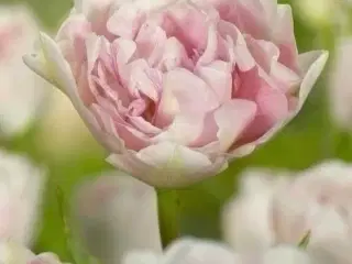 Tulipanløg, Romantisk Dobbelttulipan "Angelique"