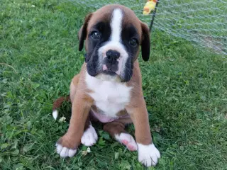 Boxer