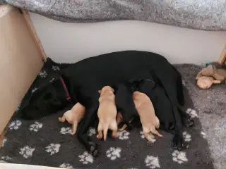 Labrador blandings hvalpe
