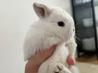 Minilop/lionlop unger sælges 🐰