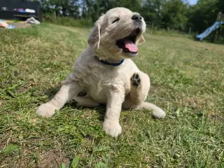 Goldendoodle hvalpe søger nyt hjem.